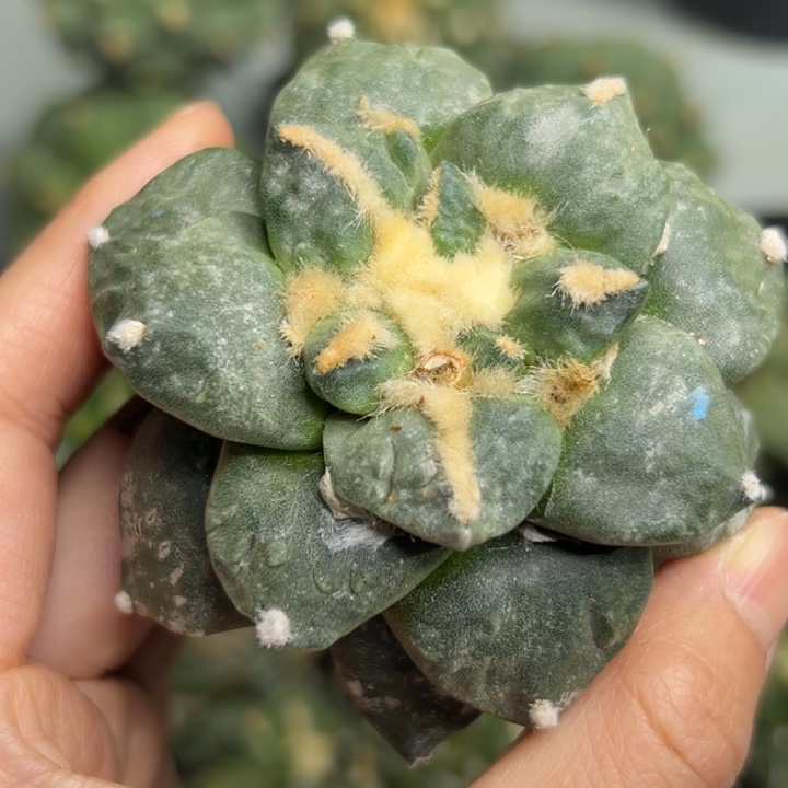 481 脱土带根发货