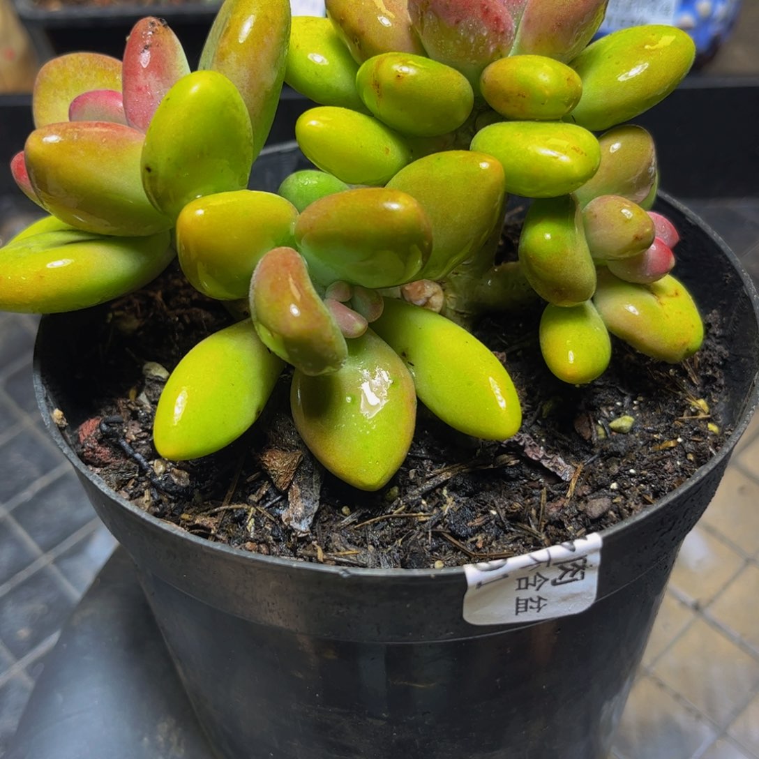 587芒果奶12厘米厘米