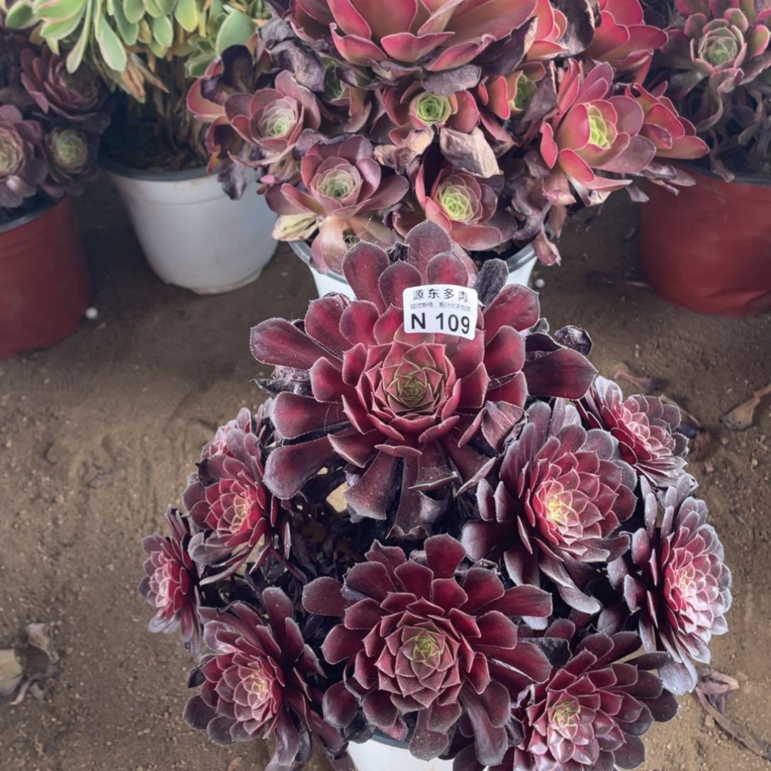 109铜壶中班多肉法师断枝不包