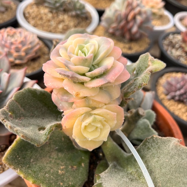 可爱玫瑰锦 夏鸣园艺