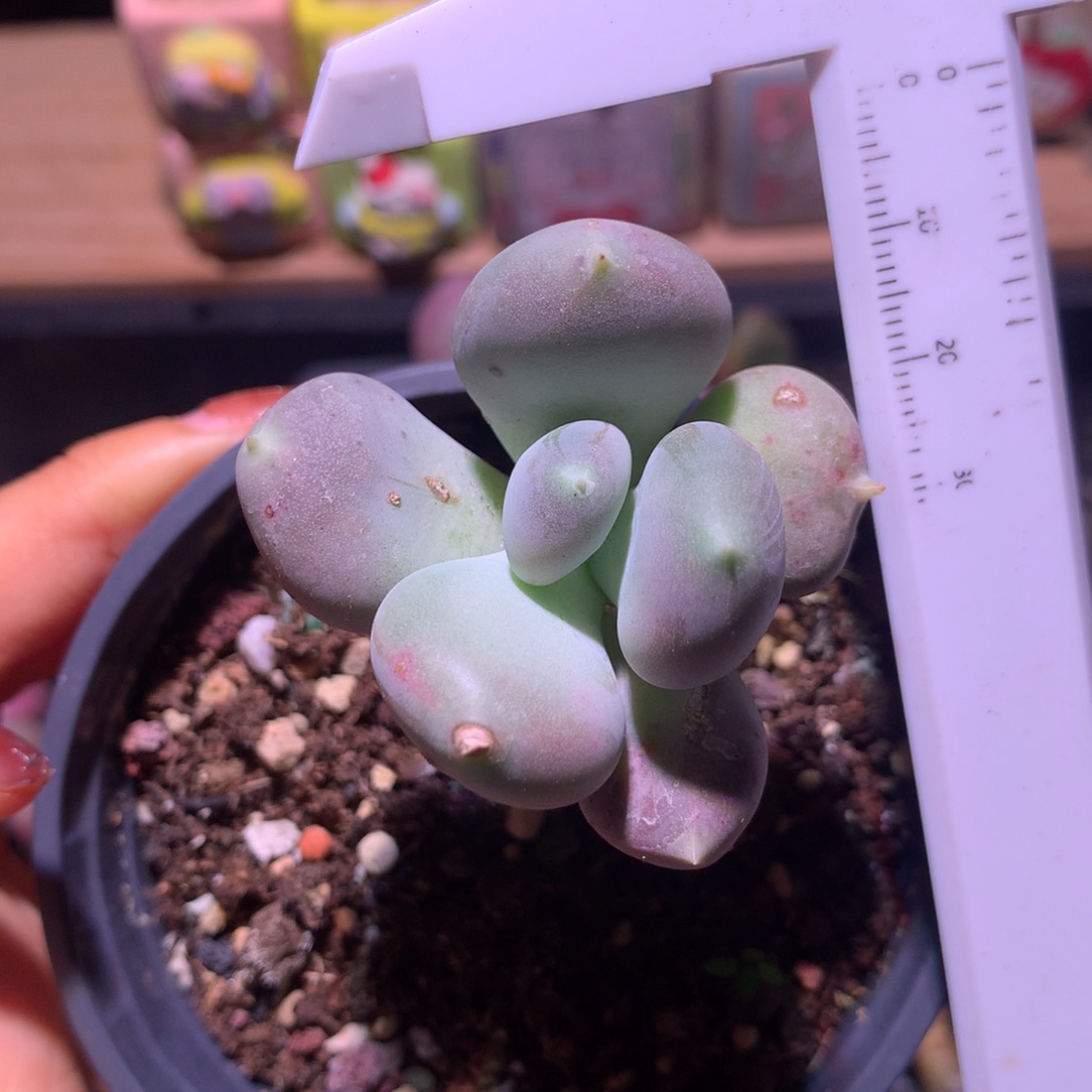 小屁桃 精品韩国奶酪多肉