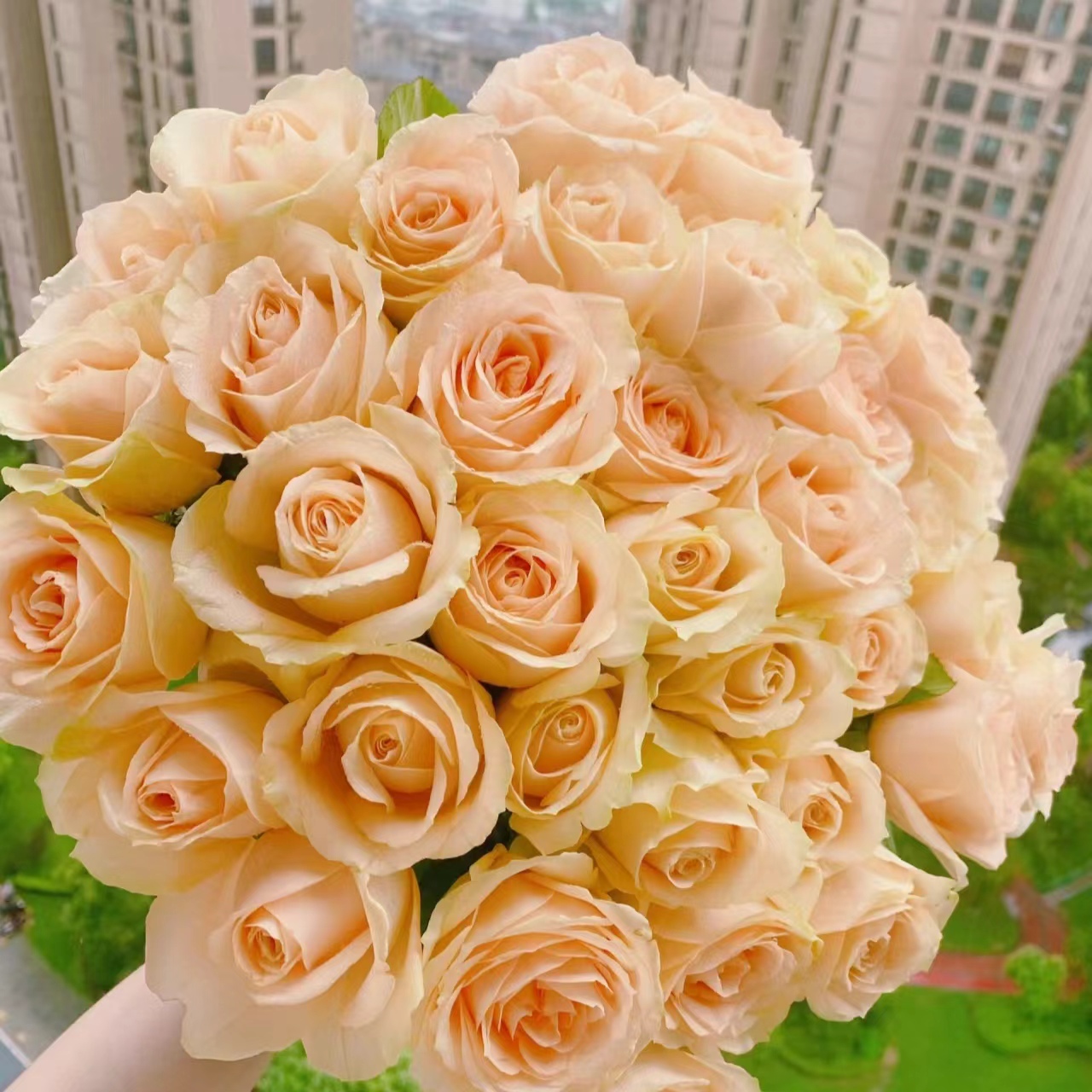 618玫瑰福利【紫玫瑰+戴安娜+香槟+橙芭比+折射+桔梗+黄莺+非洲菊】