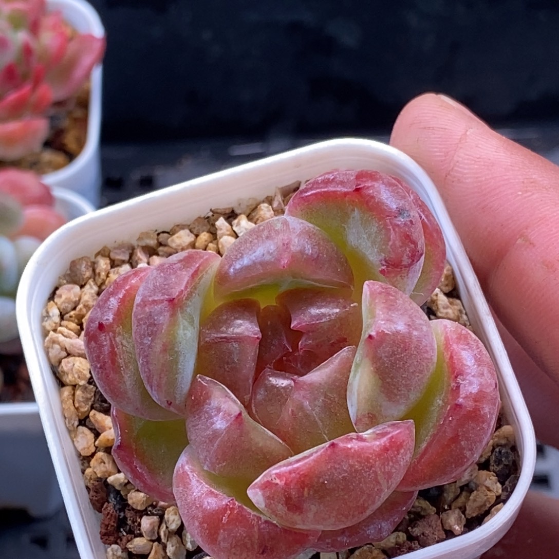 天官赐福百无禁忌