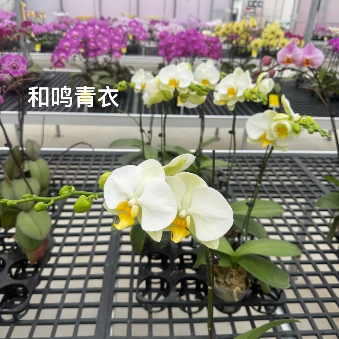 蝴蝶兰【和鸣青衣】1.7寸苗（两颗）