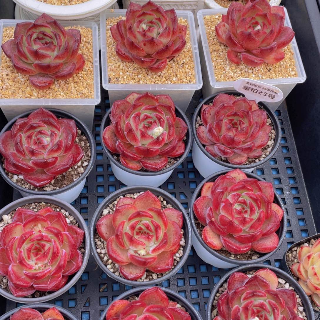 量拍23号夜魔侠母本大单头一个