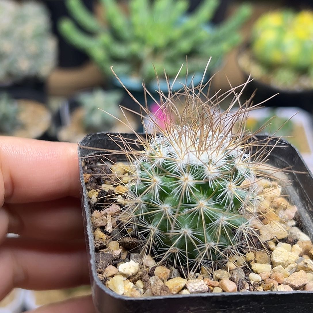 海泉实生球一颗一颗