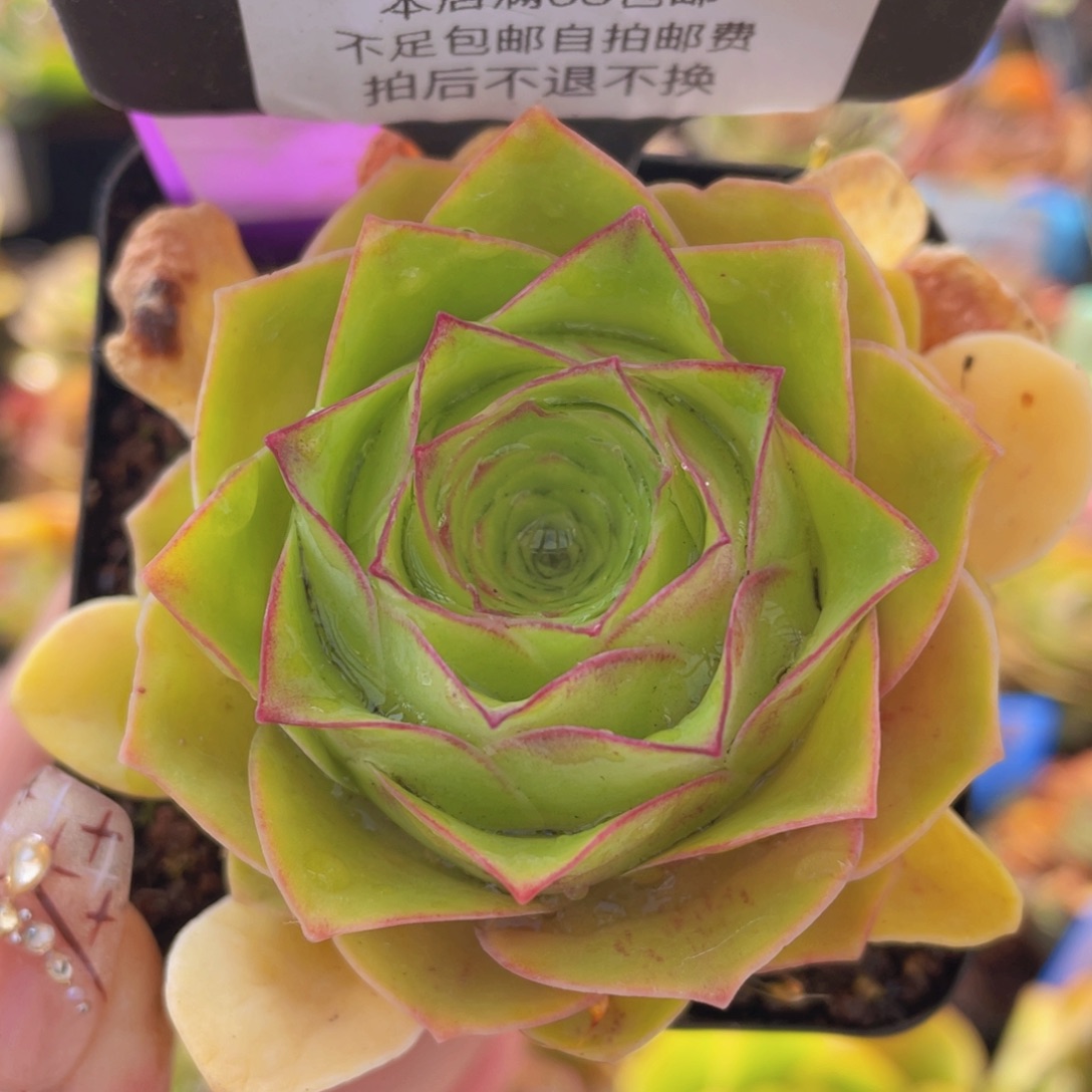 山地玫瑰醉美人C600带盆发货外围叶片受损不售后
