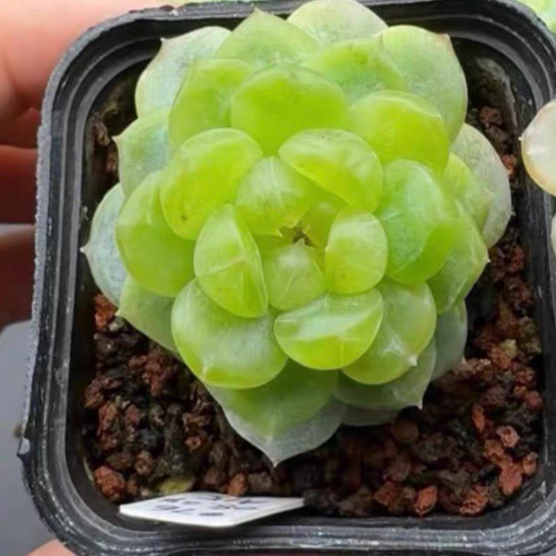 p76 李铁锤甜心 多肉植物