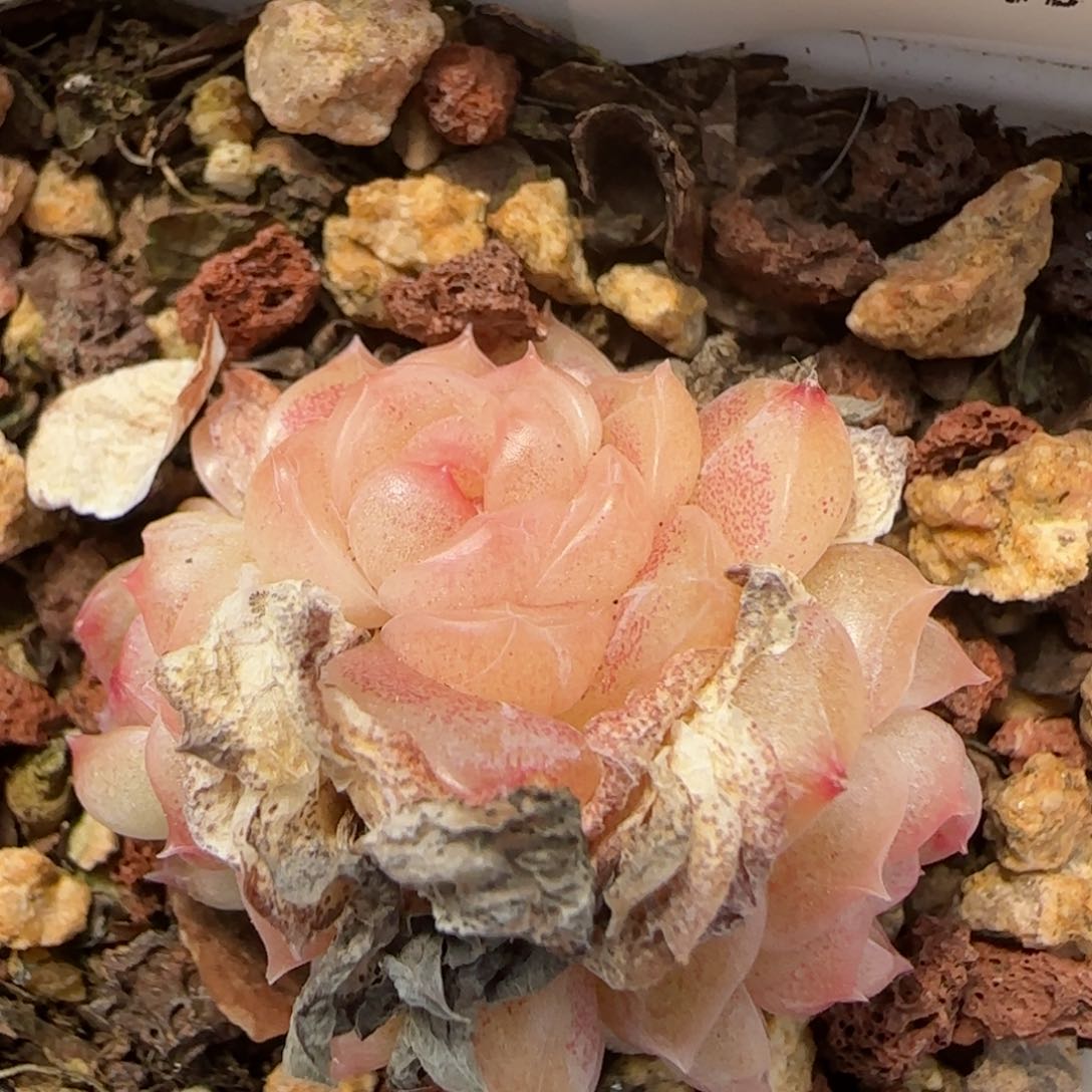 花语逸境0212-226