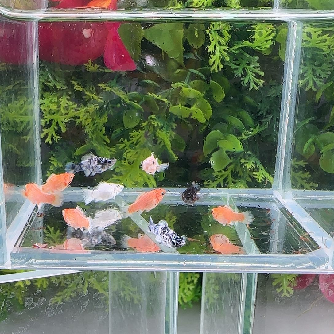 孔雀鱼钻石玛丽全家福10条