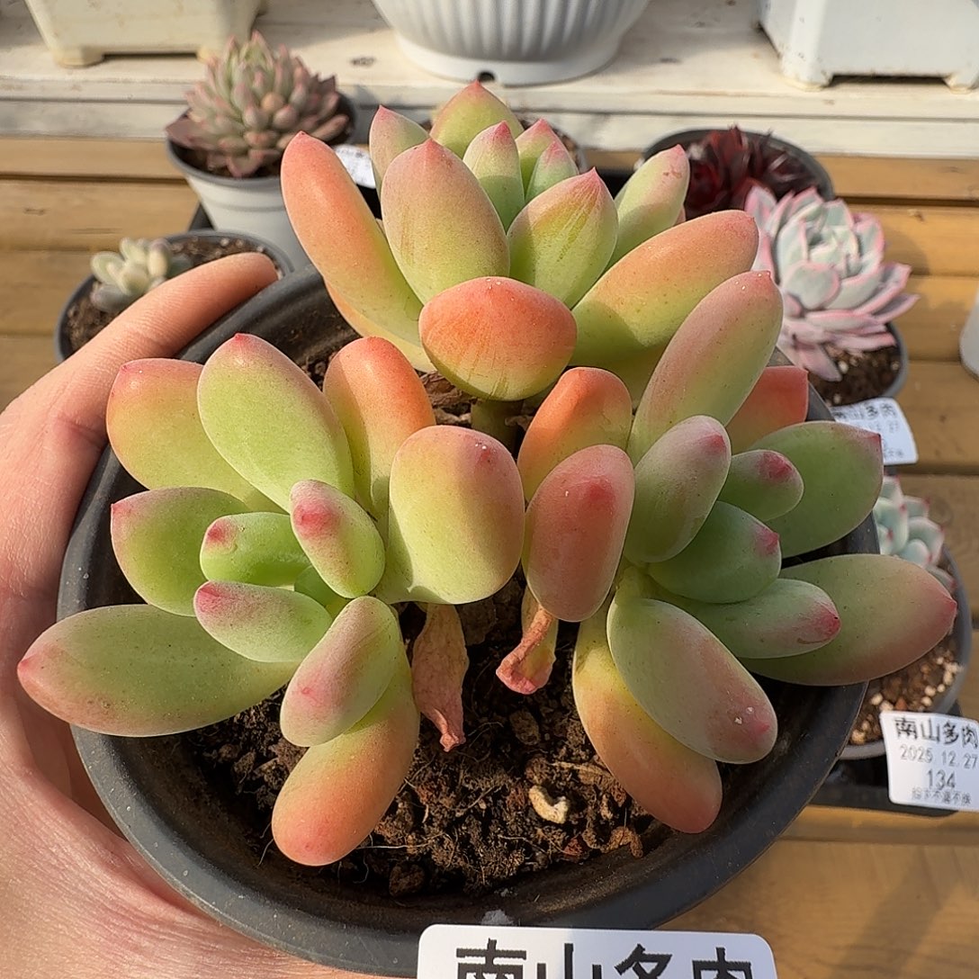 清新美人11111227-140