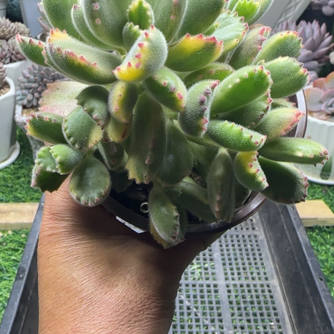 锦安精品多肉植物220