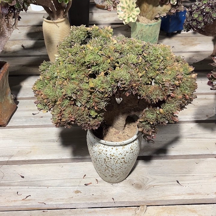 一***q万圣节缀化不大脱土裸根发货