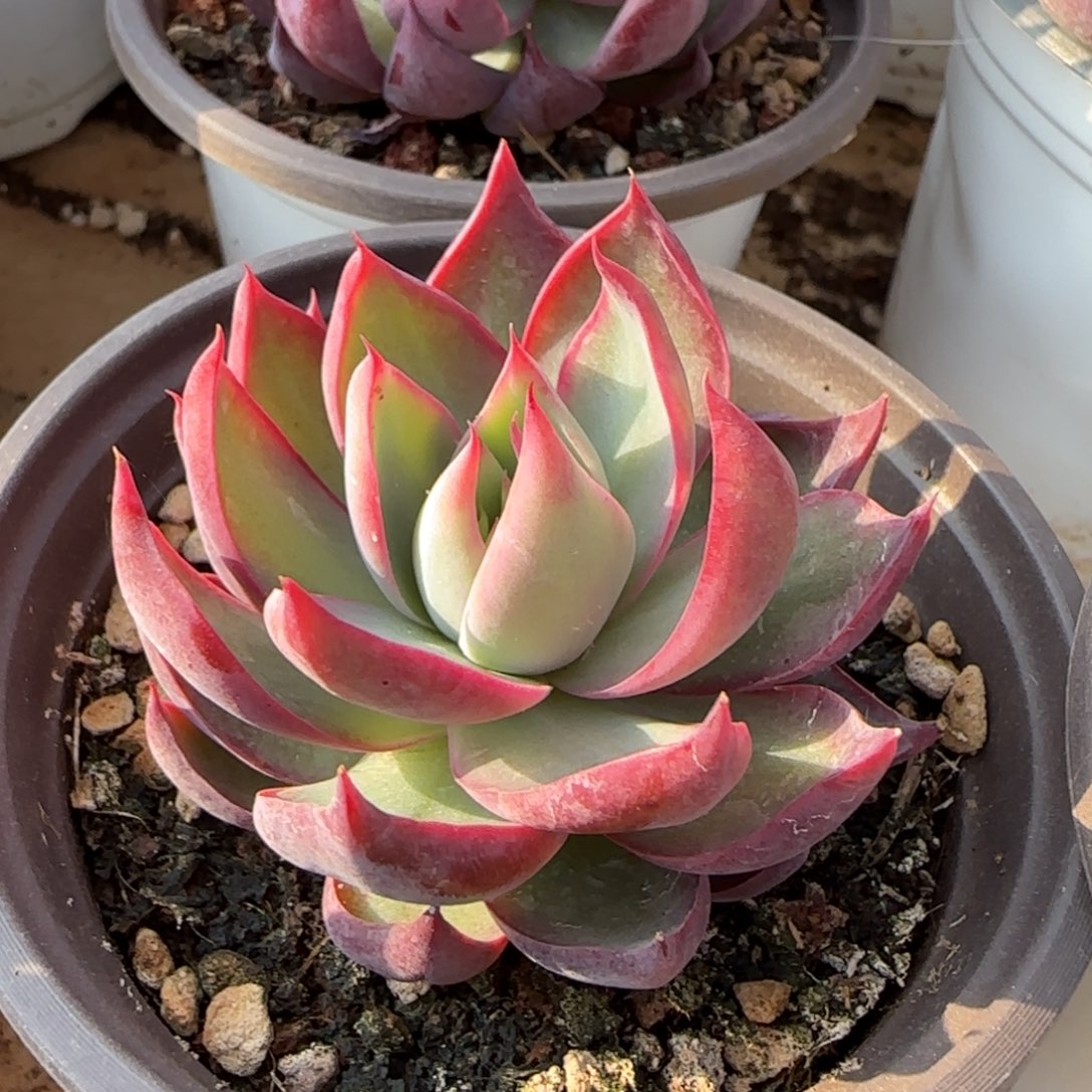 惊鸿仙子多肉植物