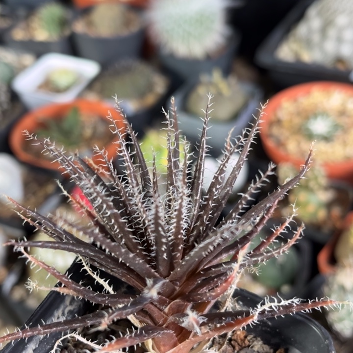 孔雀麒麟一物一拍自根