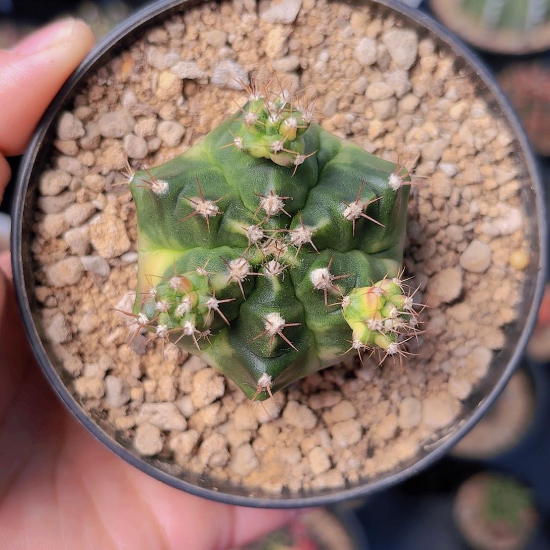 泰系米哈仙人球238