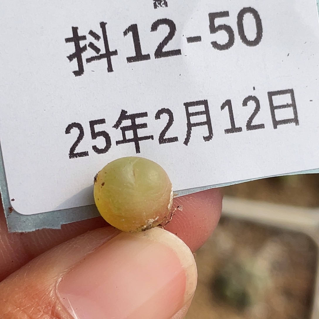 12-50拉登多肉植物