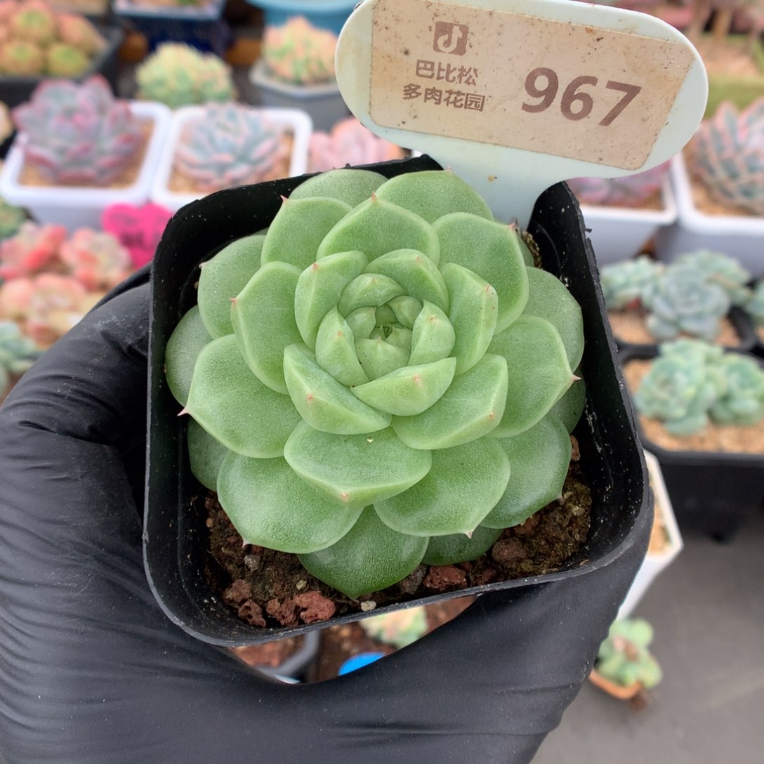 967 灯泡珍妮多肉