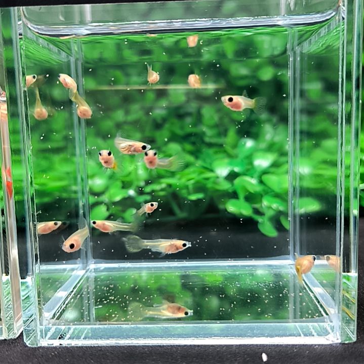 海水鱼孔雀鱼，黄金玻璃猫12条苗子含两条备损