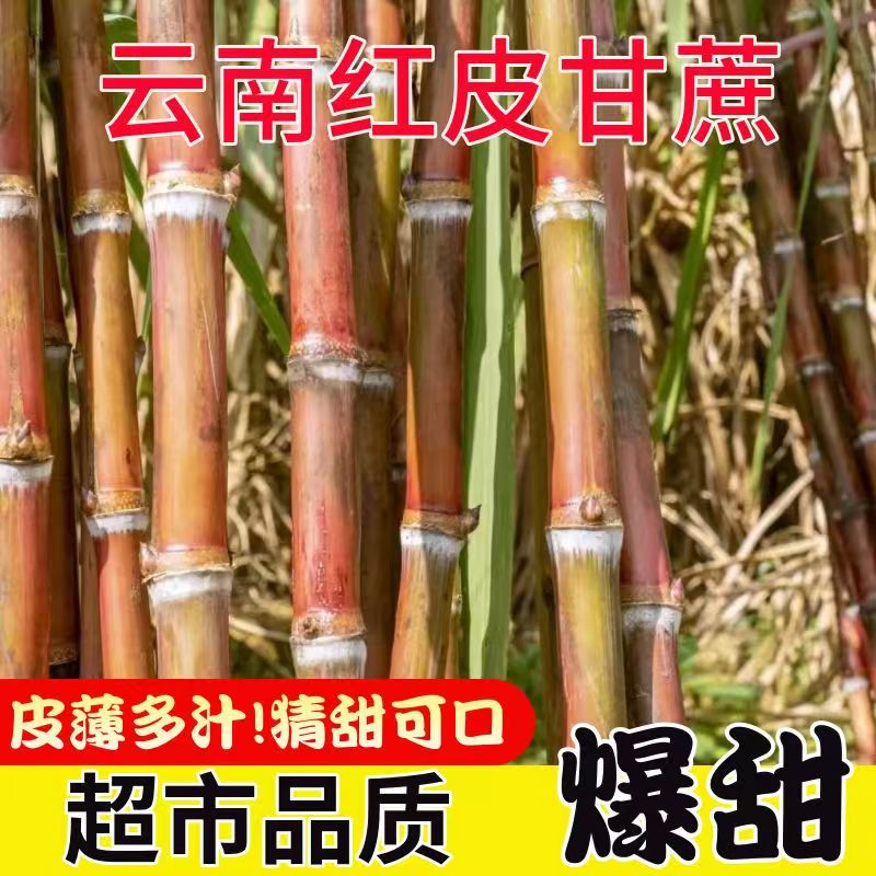 云南高山老品种红皮甘蔗脆甜多汁渣软皮薄红皮脆皮甘蔗