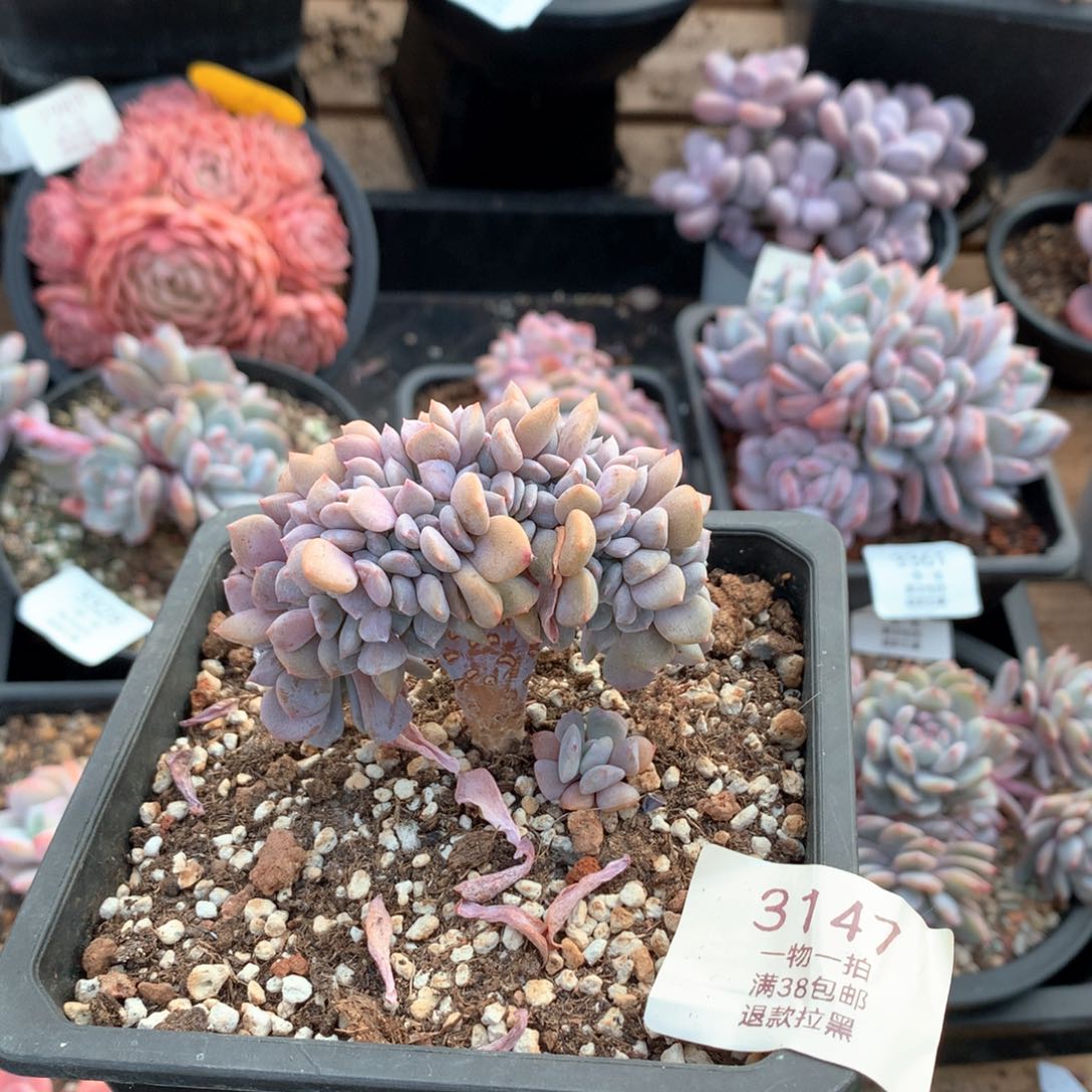 7.5厘米小树雪精灵缀多肉3147