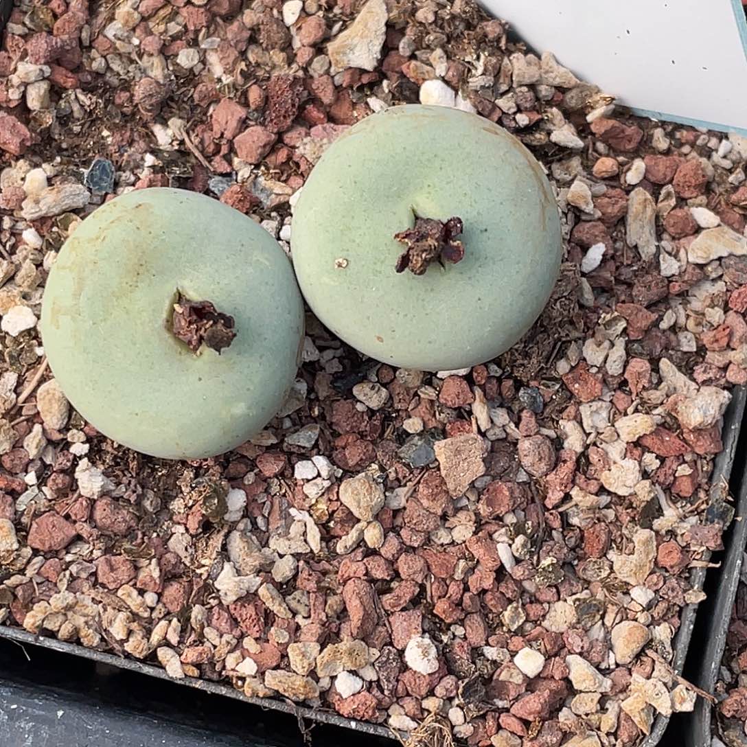 樱****2-38肉锥多肉植物