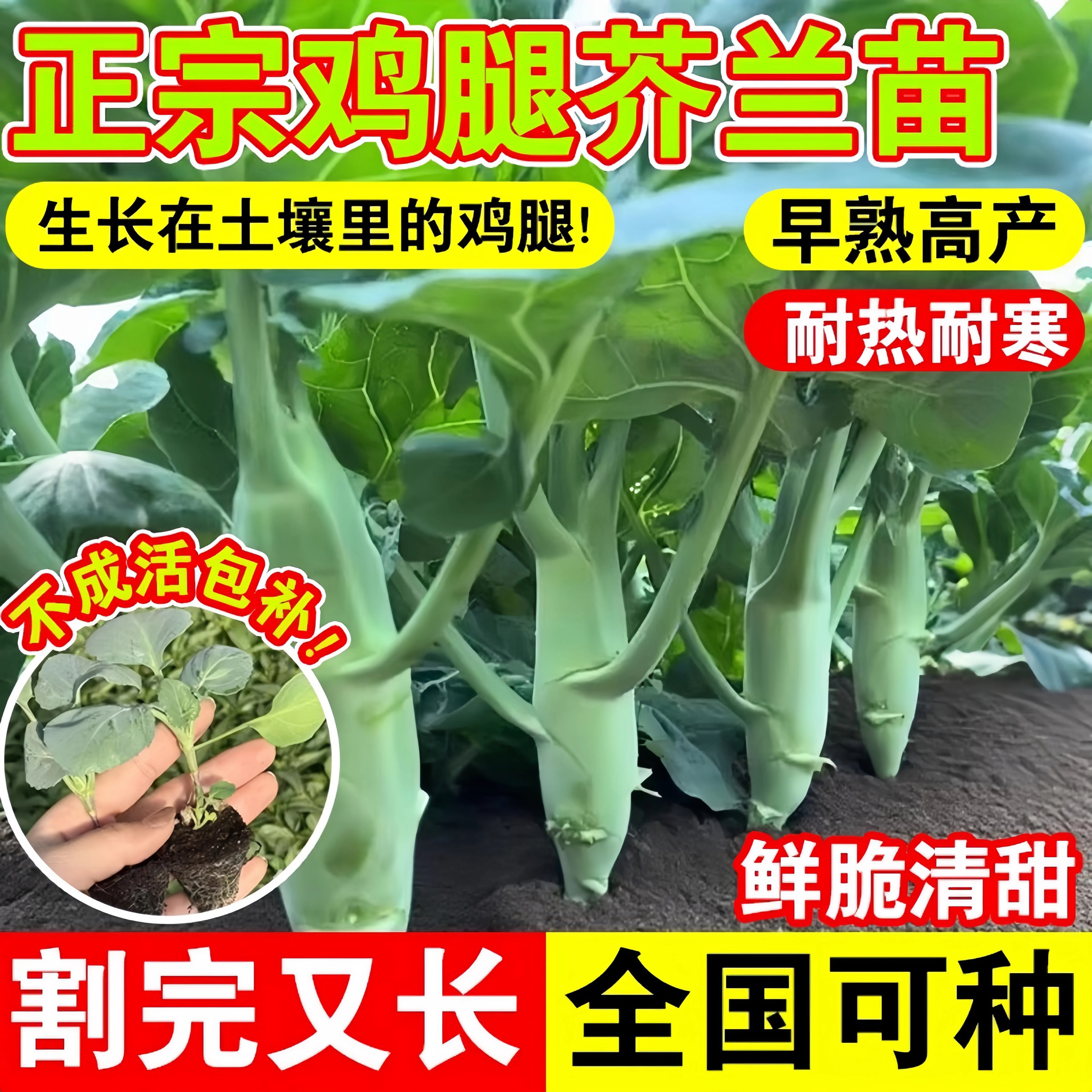 甜脆鸡腿芥蓝秧苗粗条芥兰广东芥兰四季秋季蔬菜秧苗高产菜种籽孑