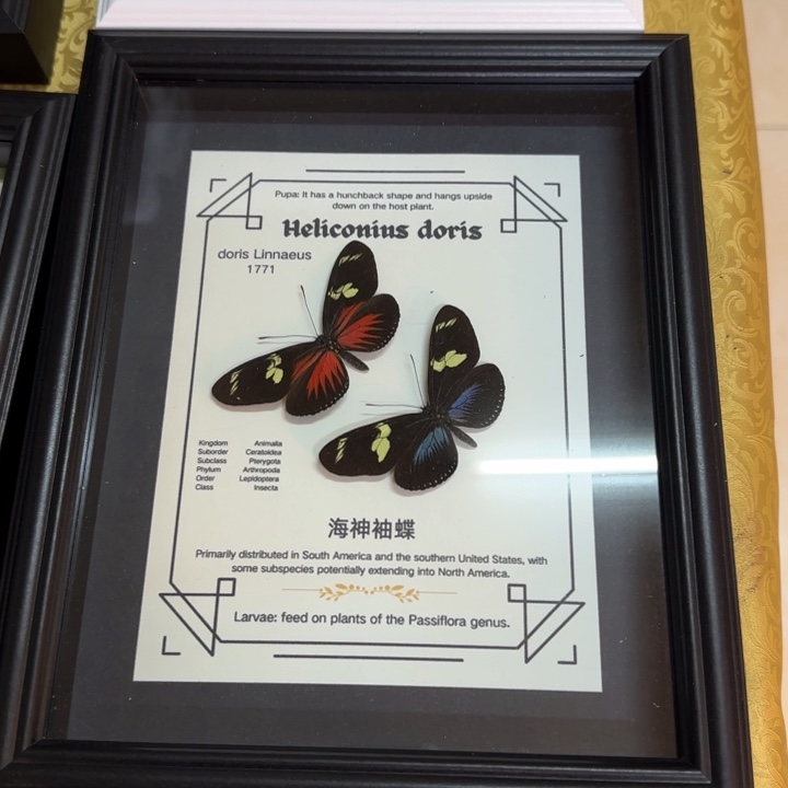 蝴蝶标本蝴蝶标本