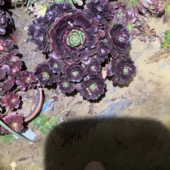 未***知不包侧枝一物一拍24