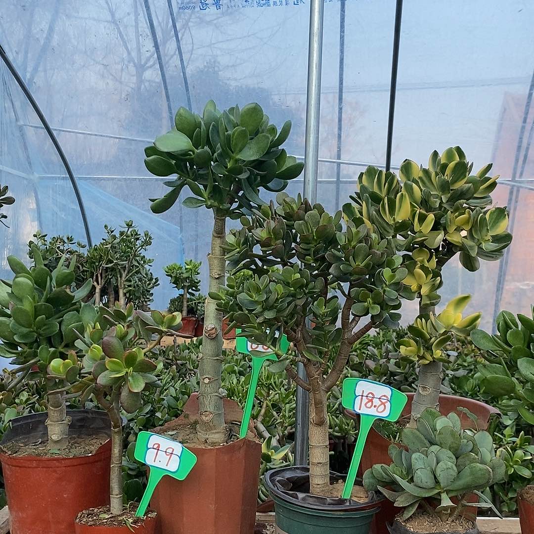 木***生完全开放即红花月一物一拍