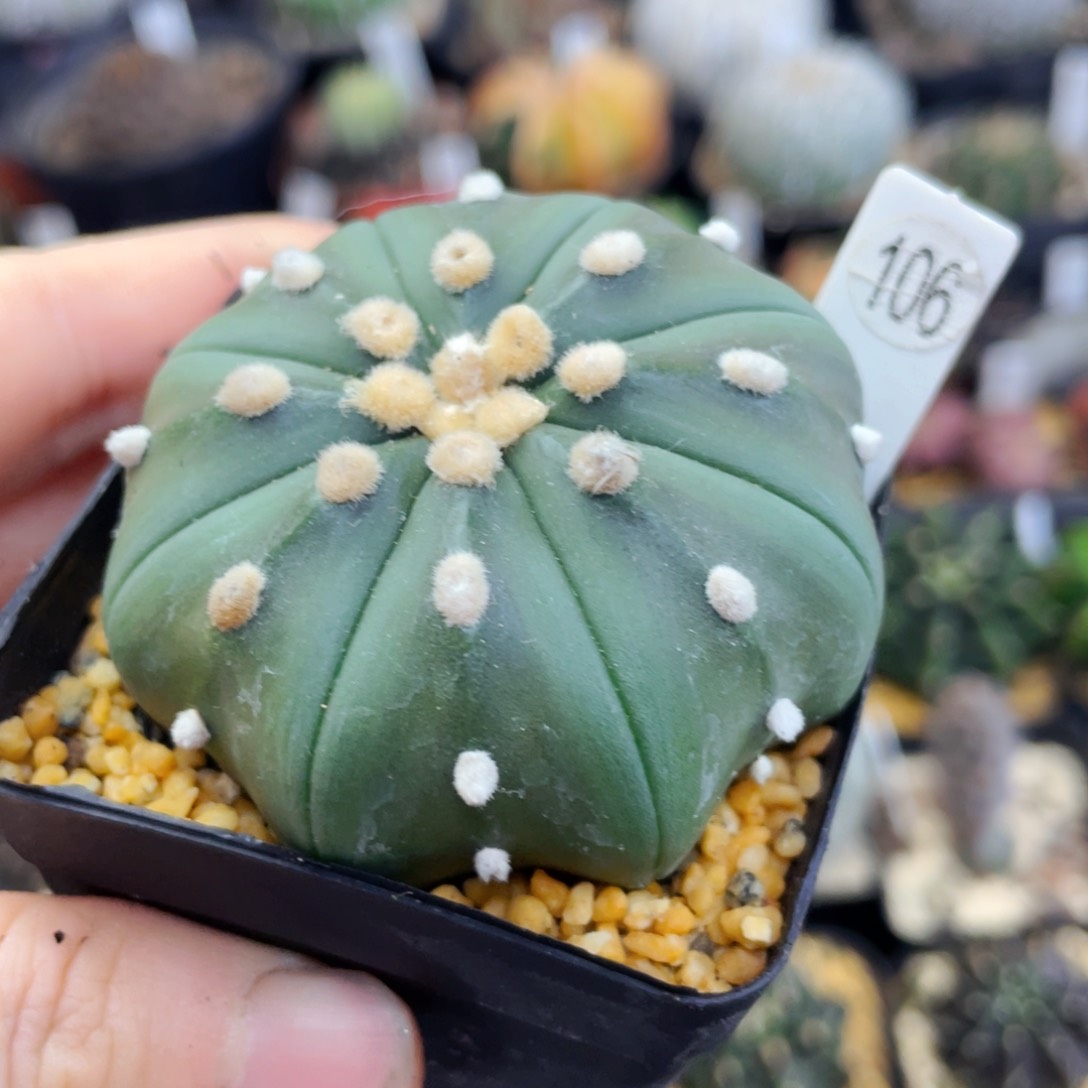 盆5公分满25包邮裸根发货