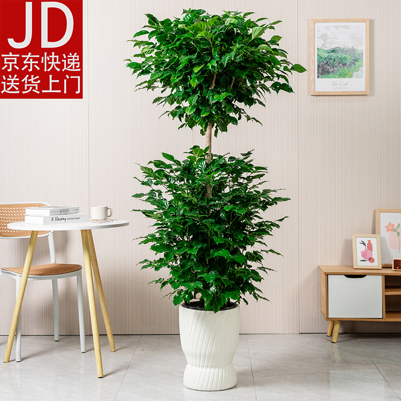 【京东快递】【送货上门】1.5-1.7米双层幸福树客厅盆栽绿植室内花卉