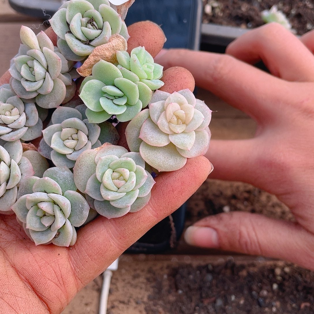 多肉植物多肉植物946