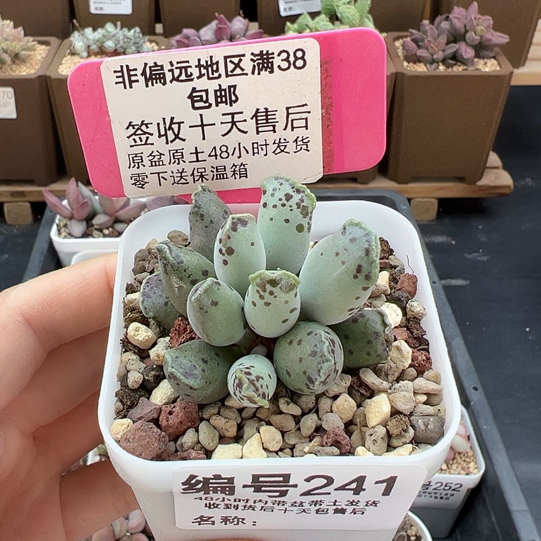 241白肌海豹多肉