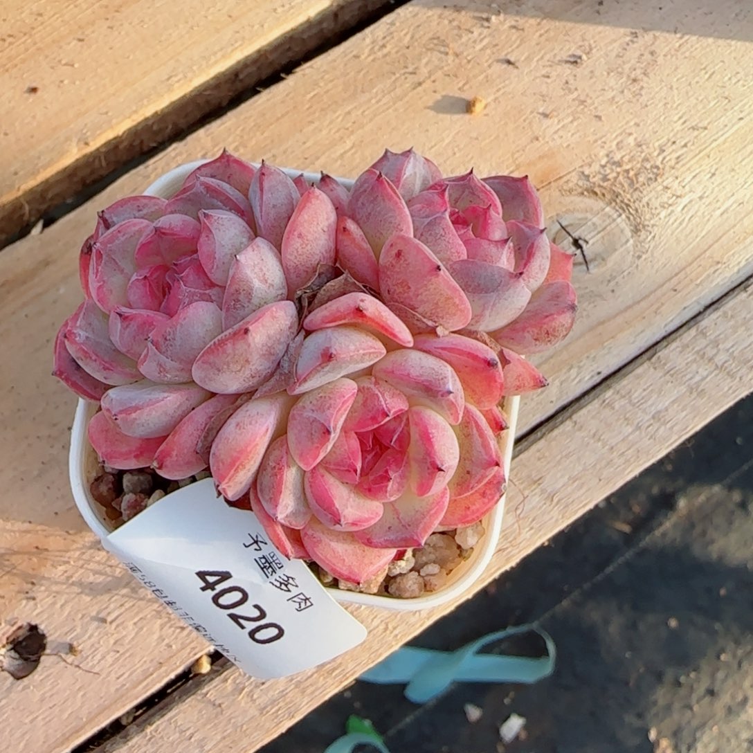 森林玫果，4020多肉植物