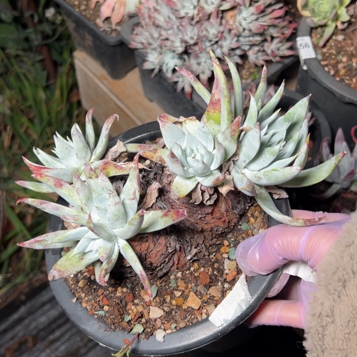 773哈哈哈哈哈哈哈