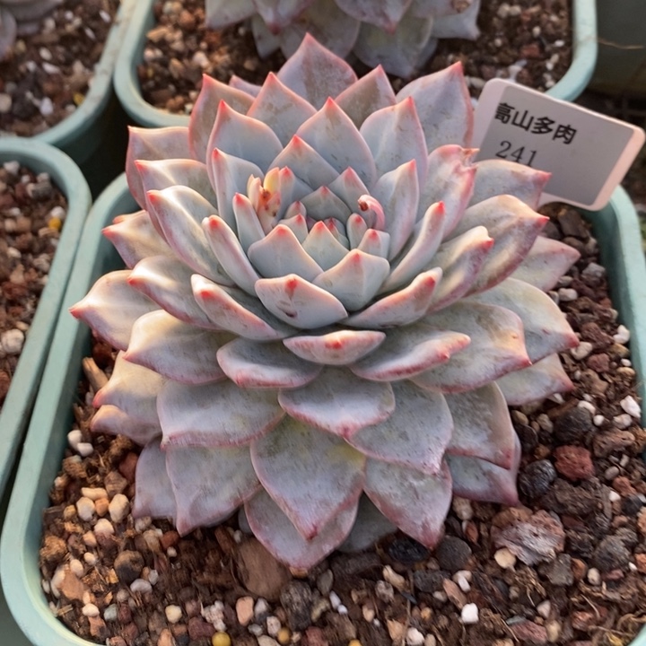 D241- 直播福利 粉蓝鸟