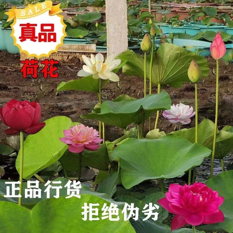 高杆观赏荷花盆栽苗四季水生花开水田池塘种植水桶成品苗原土发货