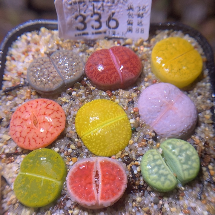 精品生石花214.336