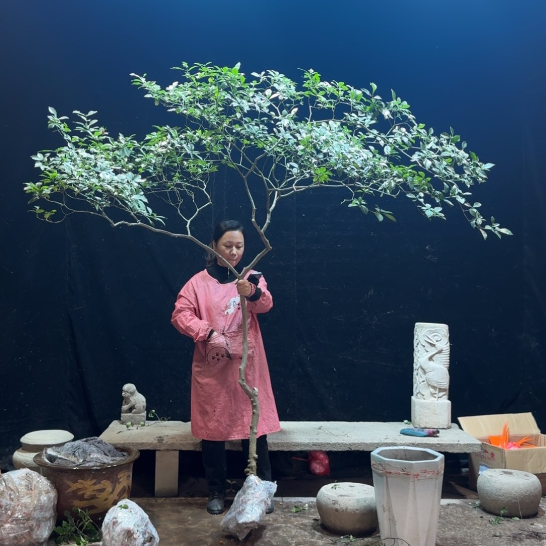 雅***）完全开放栀子花生桩造型树一物一拍