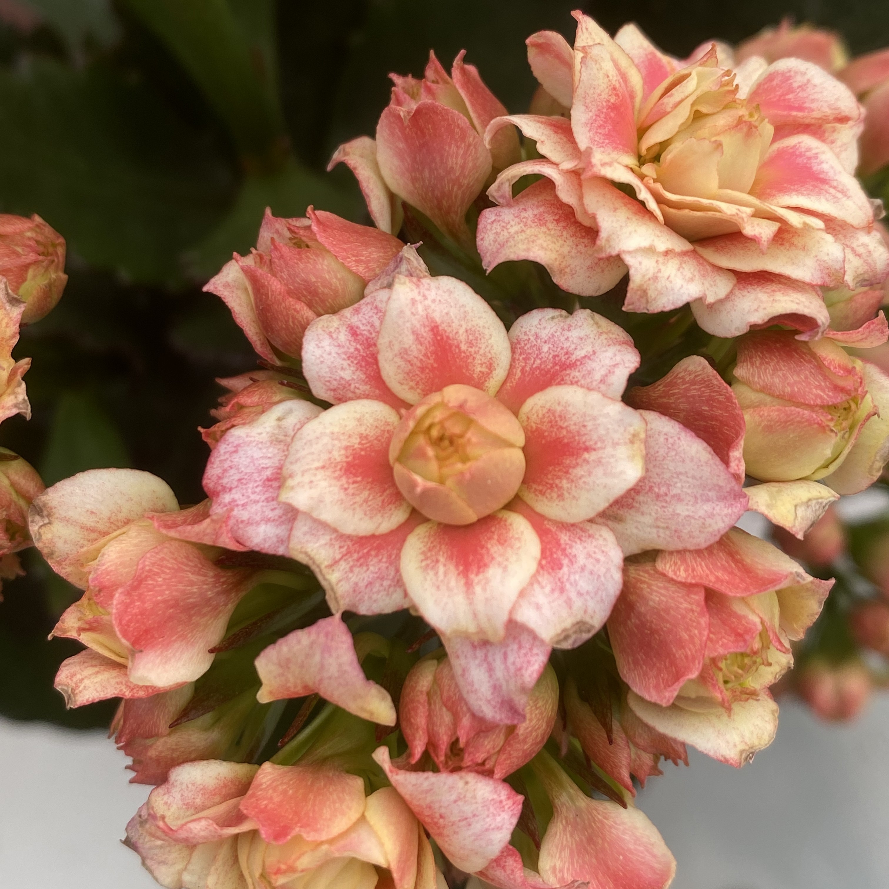 24新品 玉簪春 110盆 一代独杆