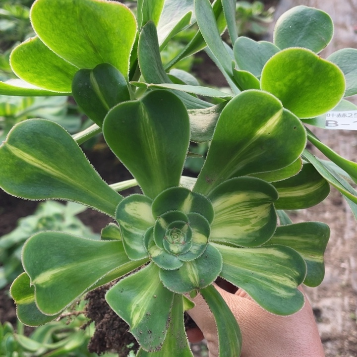 139暴君多肉12345678