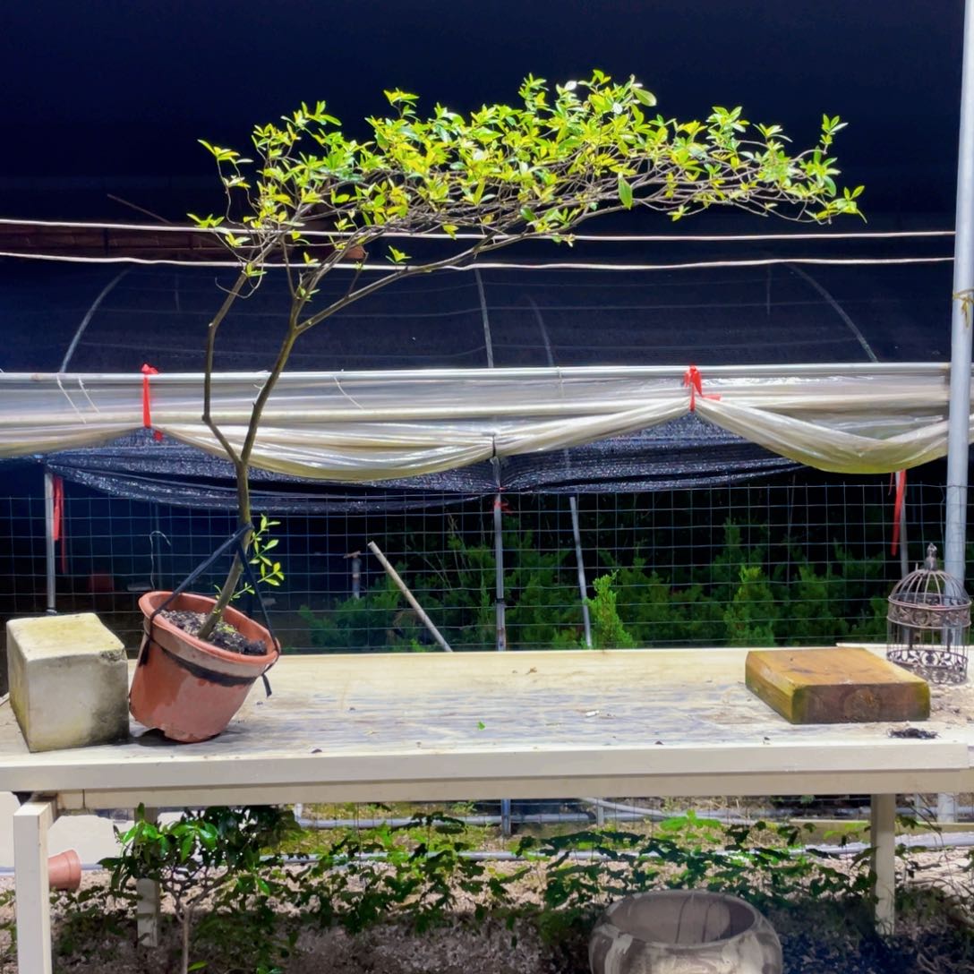 无花朵海岛栀子花一树一景