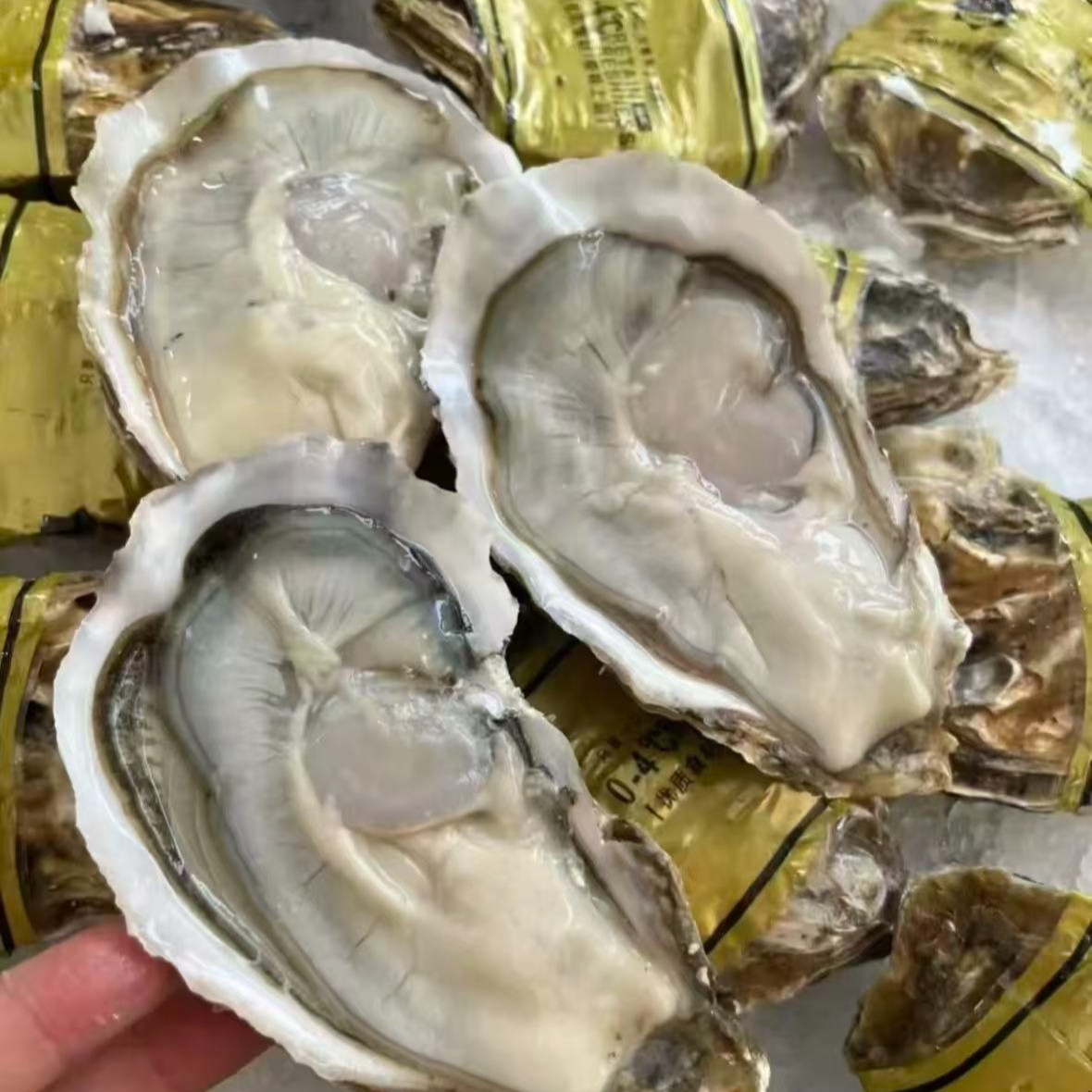 鲜活生蚝/半斤以上/15个一拍