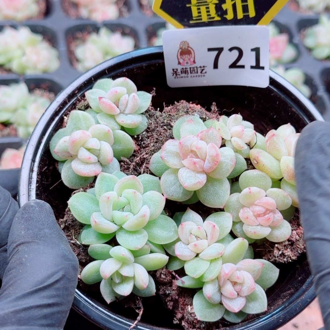 多肉植物多肉植物
