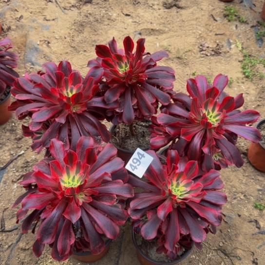 曾***肉美杜莎5棵3号棚494