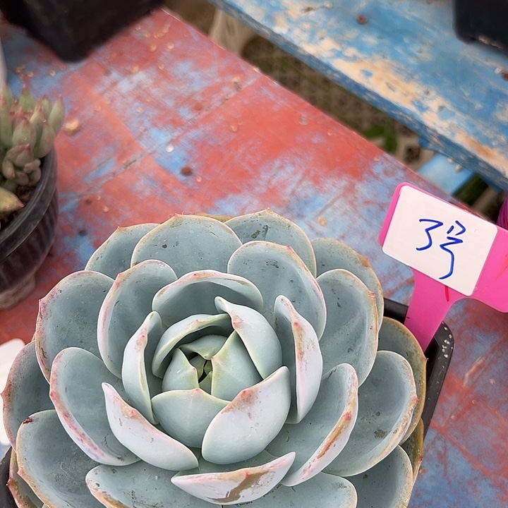 3号凤橙一个脱土多肉