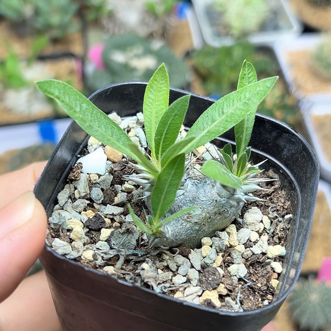 惠比大黑一颗一颗一颗