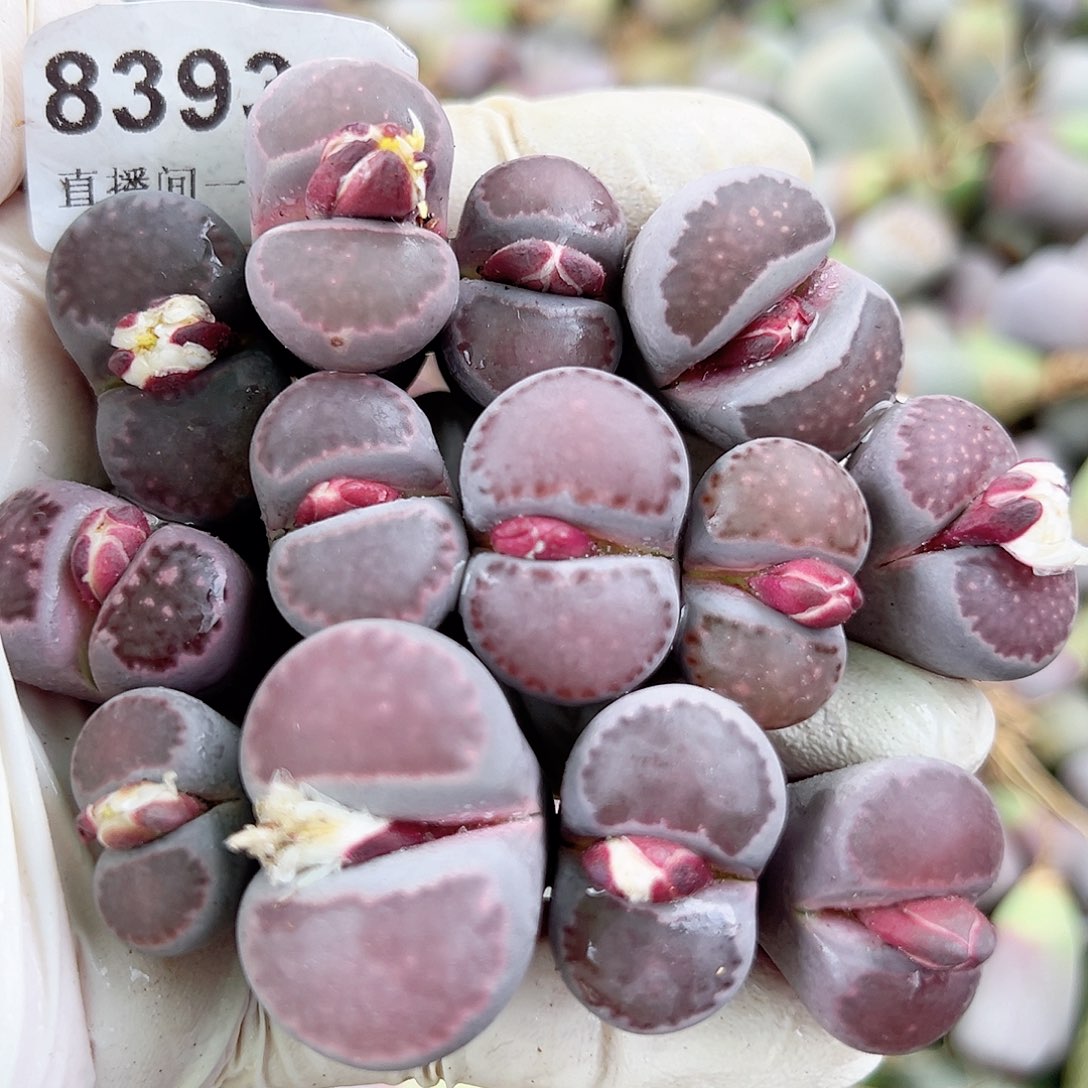 8393 好养易活生石花大母本13个带花苞微徒特价