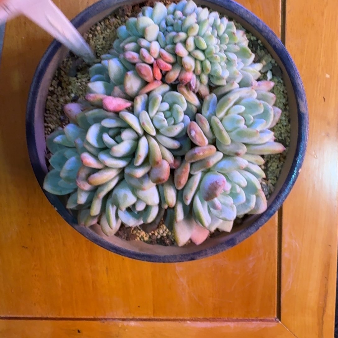 星影缀化无砍多肉